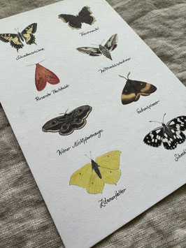 Postkarte Schmetterling 1