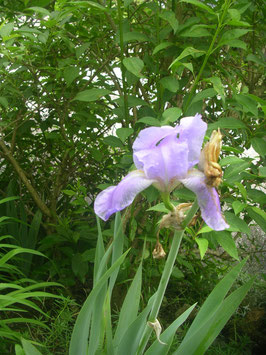 Iris - Schwertlilie Lemuria Bergkristall