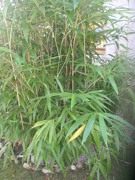 Phyllostachys Rubellith Ice Aura Raum Spray