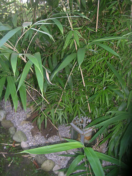 Phyllostachys Rubellith Ice  Kristall Tonikum