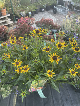 Rudbeckia fulgida 'Little Goldstar' ®