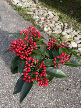 Skimmia reversiana - Fruchtskimmie