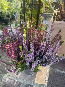 Calluna vulgaris - Besenheide 3-färbig (rosa/lila/weiß)