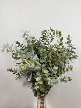 Eucalyptus cinerea Bund