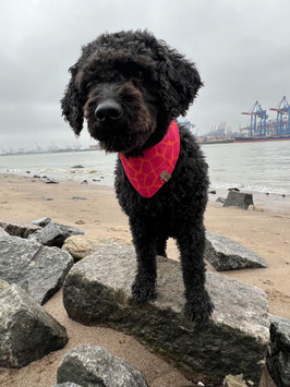 BANDANA *LOLLAND*