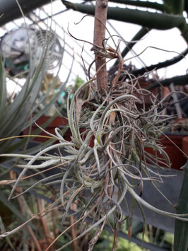 Tillandsia capillaris var.