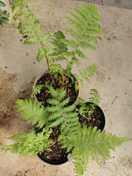 Cyathea celsa