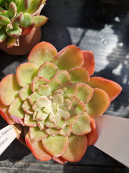 Echeveria "Noble"