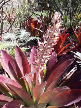 x Androlaechmea "O´Rourke"