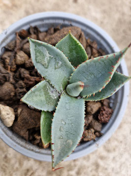 Agave parryi var. huachucensis "Wakefield"