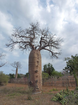 Adansonia za