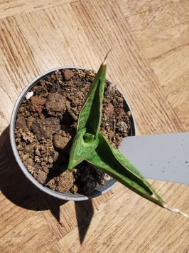 Sansevieria "Rockman"