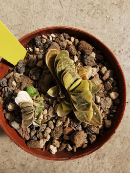 Gasteria gracilis variegata