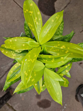 Dracaena surculosa "Mike"