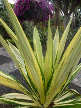 Furcraea foetida "Mediopicta"