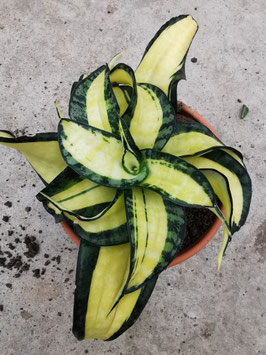 Sansevieria "Golden Wendy"