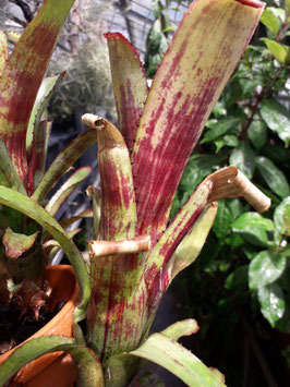 Aechmea nudicaulis purpurata