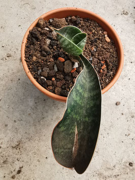 Sansevieria kirkii "Blue Coral"