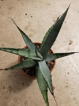 Agave asperrima ssp. asperrima