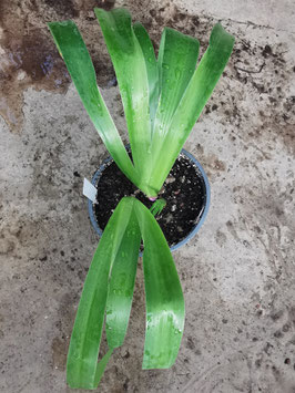 Iris japonica "polyploides blue"
