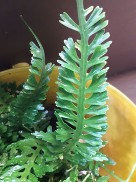 Asplenium prolongatum