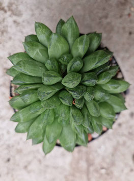 Haworthia blinkia "Blinkwater"