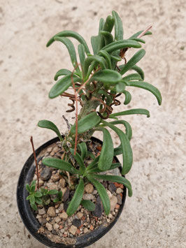 Tylecodon ventricosus "Besonderheid, 27km NE Bitterfontein"