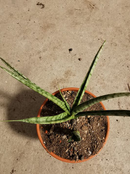Sansevieria "Cobra"?