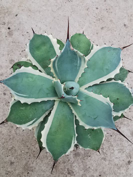 Agave potatorum "Eye Scream"