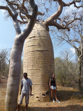 Adansonia rubrostipa
