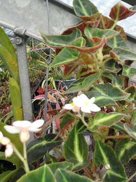Begonia listada