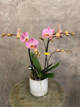 Phalenopsis 2-rispig ohne Übertopf