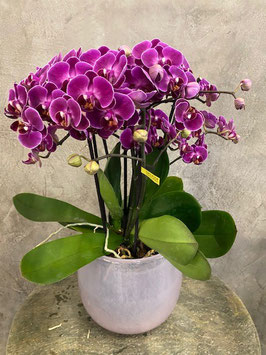 Phalenopsis Bellissimo