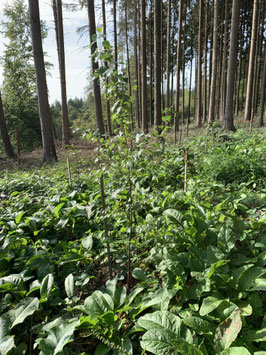 Patenschaft für ein Stück Wald