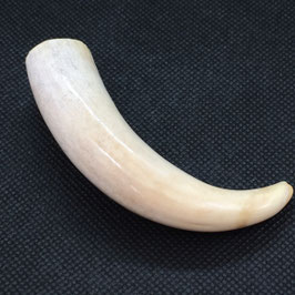 鯨歯wahle teeth No.05