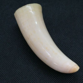 鯨歯wahle teeth No.09