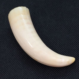 鯨歯wahle teeth No.15