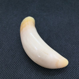 鯨歯wahle teeth No.03