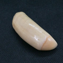 鯨歯wahle teeth No.06