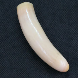 鯨歯wahle teeth No.10