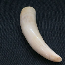 鯨歯wahle teeth No.04