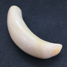 鯨歯wahle teeth No.02