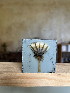 Wachsmini "Pusteblume_07"