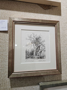 Original Grafik, gerahmt "Alter Weidenstumpf", 24 x 26 cm