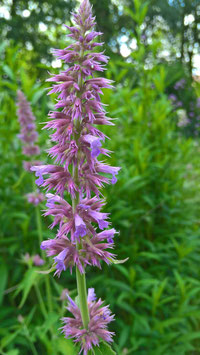 Lavendelagastache - Agastache astromontanum (Saatgut)