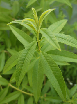 Zitronen Verbene - Aloysia triphylla (Pflanze)