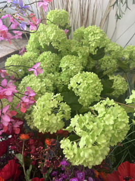 La tige de Viburnum vert clair
