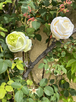 La Grande Rose du Palais
