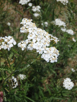 Achillea millefolium (Saatgut)