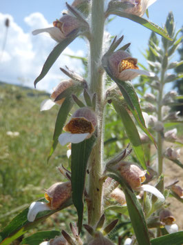 Digitalis lanata (Saatgut)